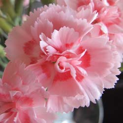 Dianthus Pink